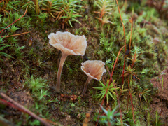 Cotylidia undulata
