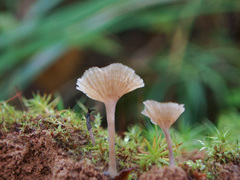 Cotylidia undulata
