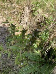 Hygrophila costata