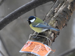 Parus major