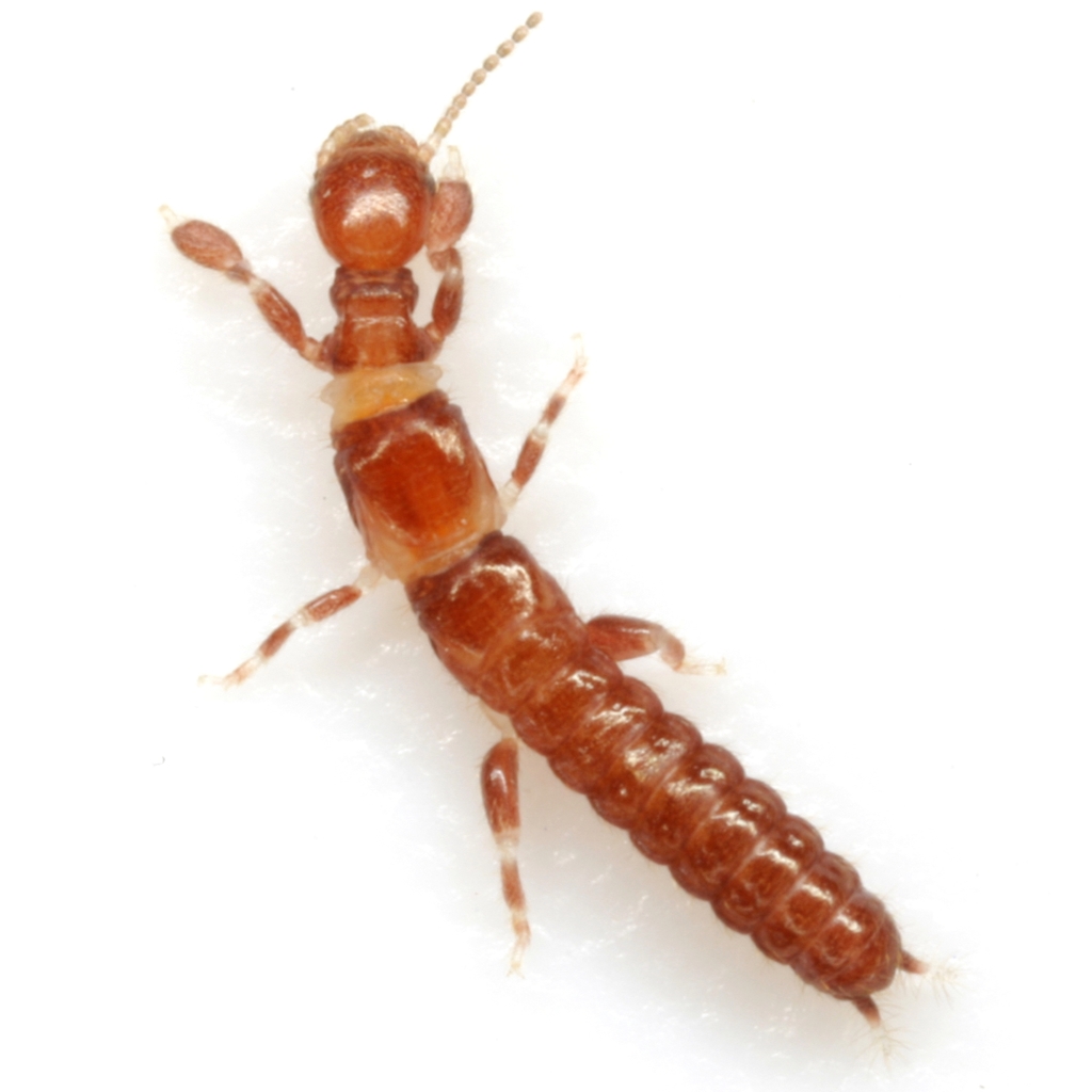 Anisembiidae