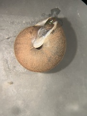 Inflectarius inflectus