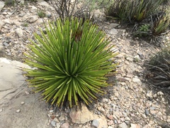 Agave striata