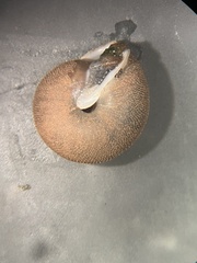 Inflectarius inflectus