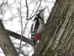 Dendrocopos major