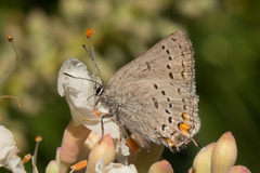Satyrium californica