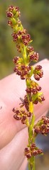 Erica subcapitata