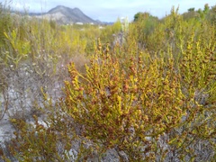Erica subcapitata