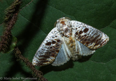 Spinulata maruga