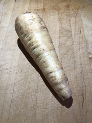 Pastinaca sativa sativa