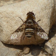 Thyridanthrax elegans