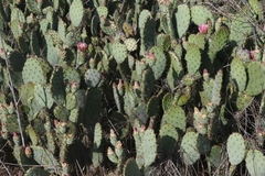 Opuntia × vaseyi