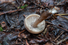 Pseudoomphalina kalchbrenneri