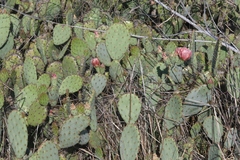 Opuntia × vaseyi