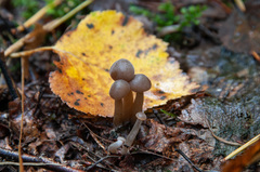 Pseudoomphalina kalchbrenneri