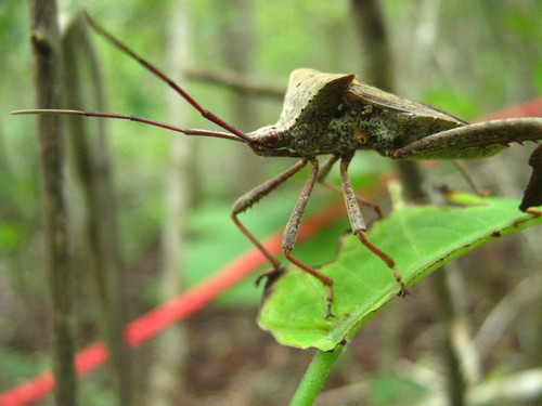 Acanthocephala alata