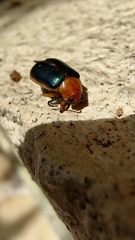 Cacoscelis marginata