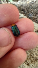 Cacoscelis marginata