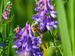 Melitturga clavicornis