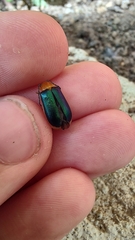 Cacoscelis marginata