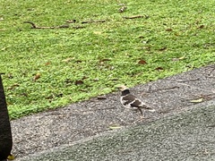 Gracupica nigricollis