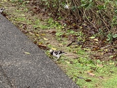 Gracupica nigricollis