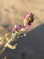 Astragalus magdalenae