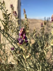 Astragalus magdalenae