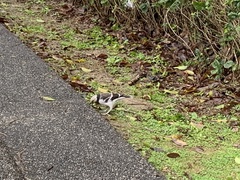 Gracupica nigricollis