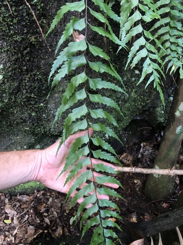 Asplenium polyodon