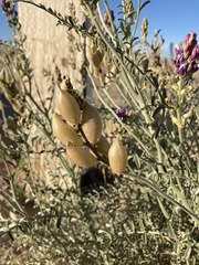 Astragalus magdalenae