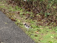 Gracupica nigricollis