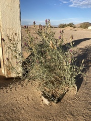 Astragalus magdalenae