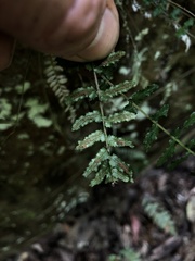 Blechnum parrisiae