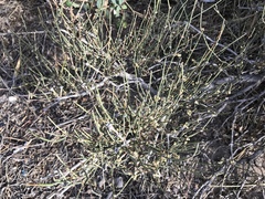 Ephedra trifurca
