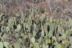 Opuntia × vaseyi