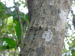 Erythrina rubrinervia