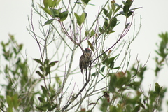 Picumnus nebulosus