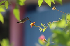 Adenophyllum aurantium