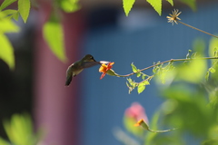 Adenophyllum aurantium