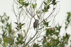 Picumnus nebulosus