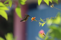 Adenophyllum aurantium