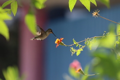 Adenophyllum aurantium