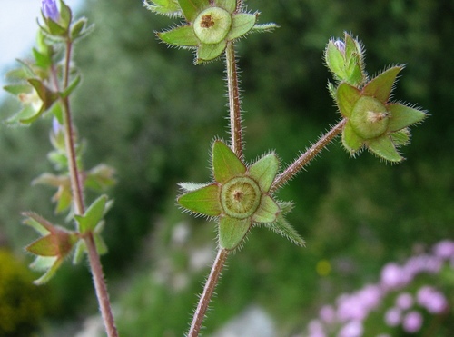 Representative image of Campanula erinus