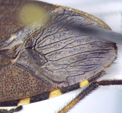 Dicranocephalus agilis