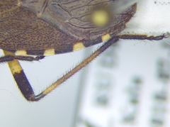 Dicranocephalus agilis