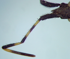 Dicranocephalus agilis