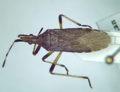 Dicranocephalus setulosus
