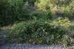 Rubus praecox