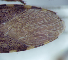 Dicranocephalus setulosus